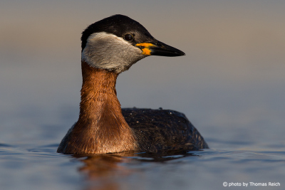 Red-necked Grebe close up