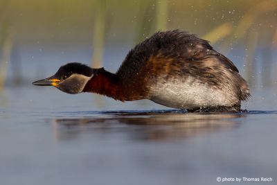 Red-necked Grebe shakes plumage