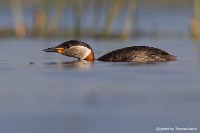Red-necked Grebe before the dive
