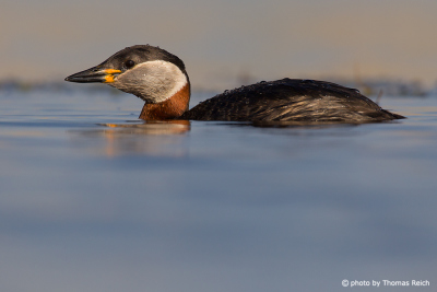 Red-necked Grebe before diving
