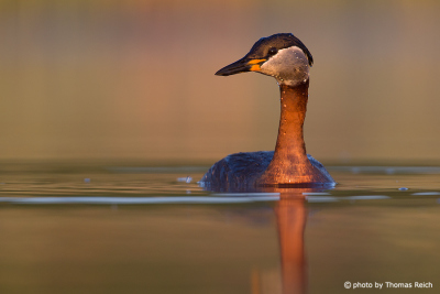 Red-necked Grebe frontal view