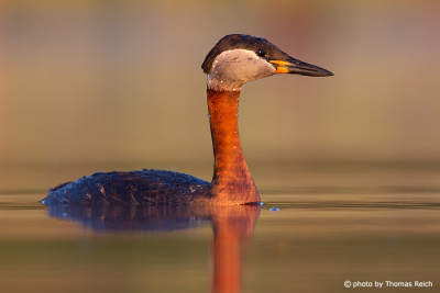 Red-necked Grebe appearance