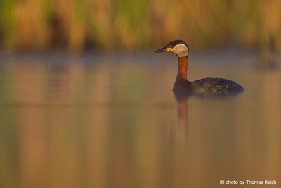 Red-necked Grebe in the reeds