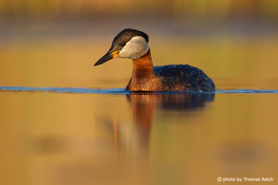 Red-necked Grebe looking for food