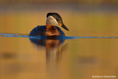 Swimming Red-necked Grebe in the morning light