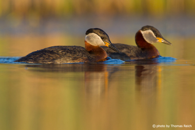 Red-necked Grebe courtship