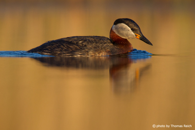 Red-necked Grebe swimms in the golden light