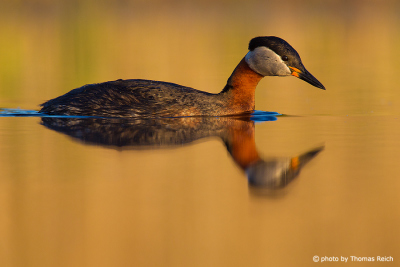 Red-necked grebe reflected in water
