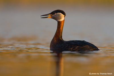 Red-necked Grebe voice