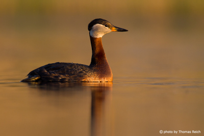 Red-necked Grebe floats in the golden morning light
