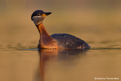 Red-necked Grebe looks up