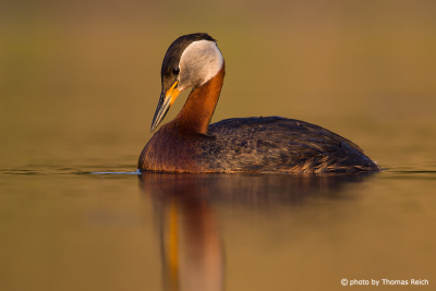 Red-necked Grebe looks down
