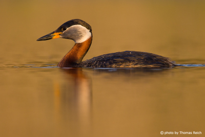 Profile view of Red-necked Grebe