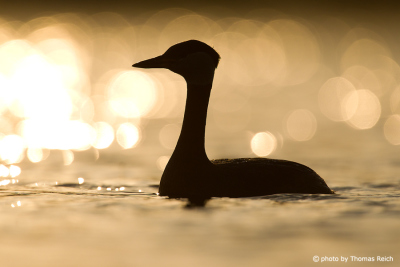 Silhouette of Red-necked Grebe evening light
