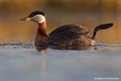 Red-necked Grebe foot