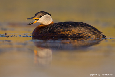 Call of Red-necked Grebe