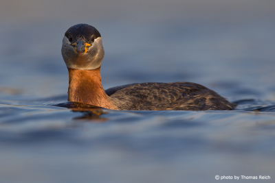 Red-necked Grebe frontal