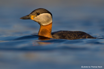 Red-necked Grebe swimming in blue waters