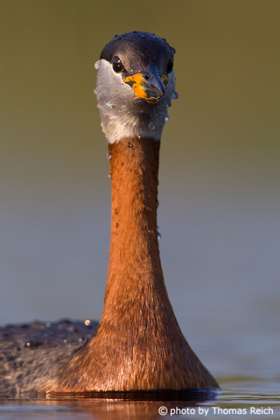 Red-necked Grebe after the dive