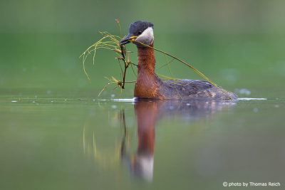 Red-necked Grebe building nest