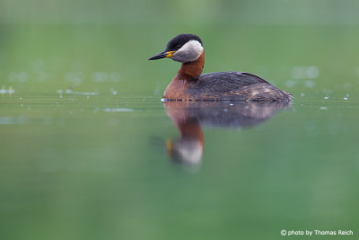 Red-necked Grebe lifespan