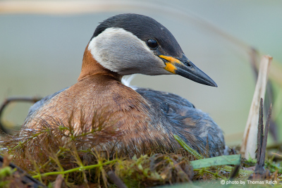 Head of Red-necked Grebe