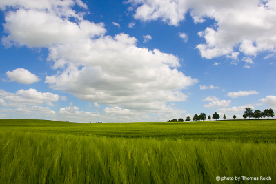 Grain field Germany