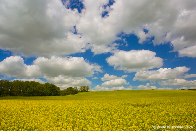 Yellow Rapeseed fields, Mecklenburg