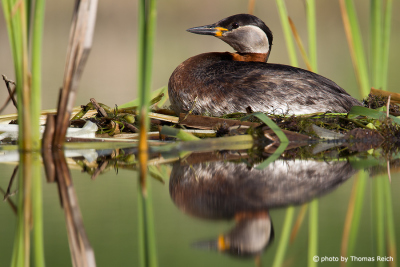 Red-necked Grebe nest in the reeds