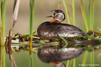 Red-necked Grebe sits on nest and calls