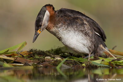 Red-necked Grebe turns eggs in the nest