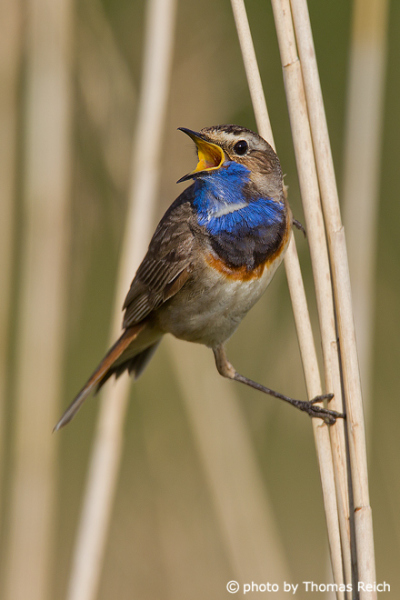 Bluethroat lives in the reeds