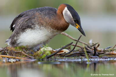 Nest of Red-necked Grebe with clutch and eggs