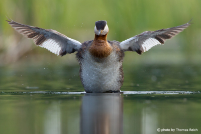 Red-necked Grebe bird with outstreched wings