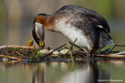 Red-necked Grebe nest and eggs