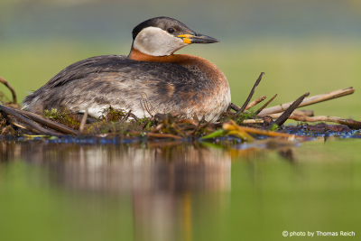 Clutch of Red-necked Grebe