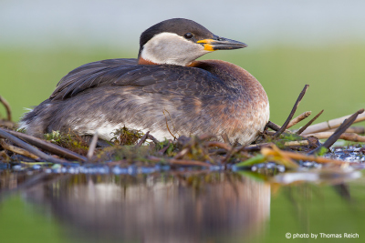 Red-necked Grebe brood