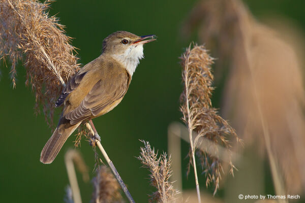Great Reed Warbler bird appearance