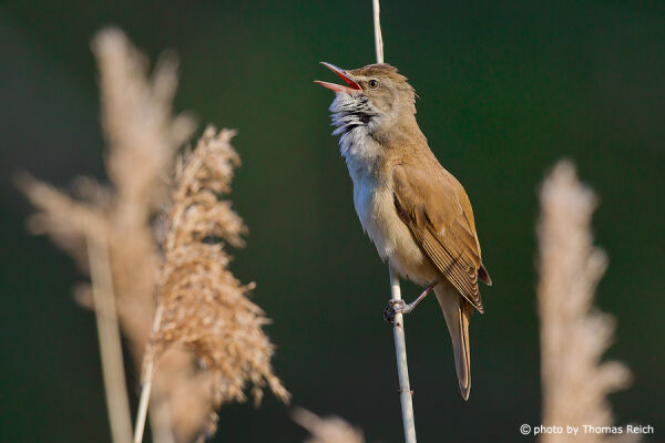 Great Reed Warbler Song