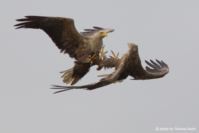 White-tailed Eagle fight in the sky