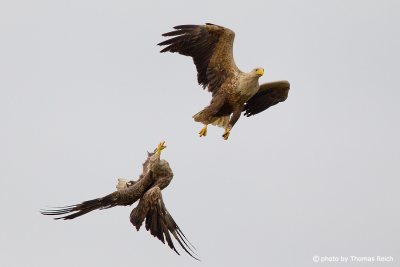 Mating White-tailed Eagles
