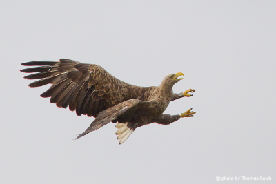 White-tailed Eagle fights
