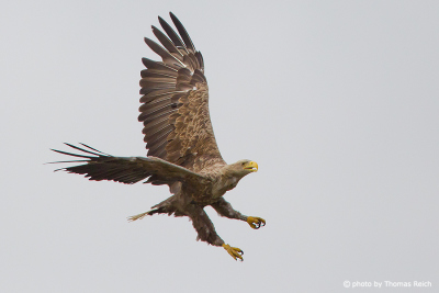 Flying White-tailed Eagle in fight mode