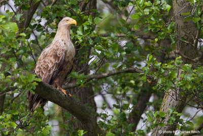 White-tailed Eagle perching in alder tree