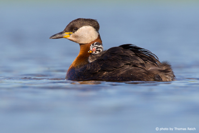 Red-necked Grebe chick in plumage