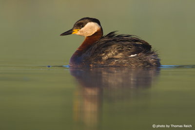 Red-necked Grebe feathers
