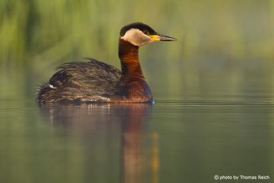 Red-necked Grebe is water bird