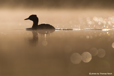 Red-necked Grebe in silhouette