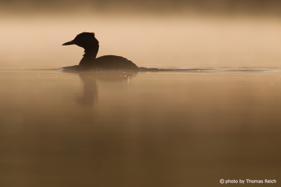 Red-necked Grebe in the early morning mist
