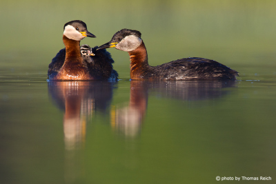 Two Red-necked Grebes